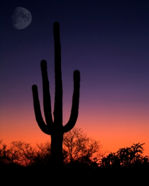 Arizona's landscape
