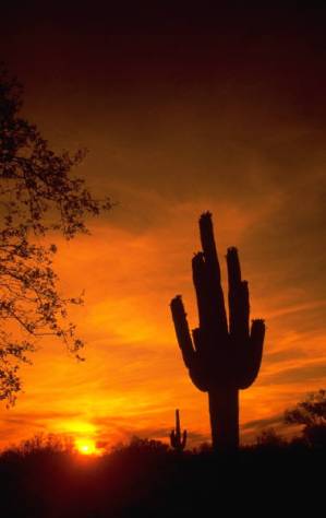 Arizona's landscape