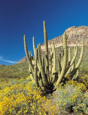 Arizona's landscape