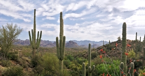 Arizona's landscape