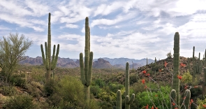 Arizona's landscape