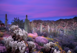 Arizona's landscape